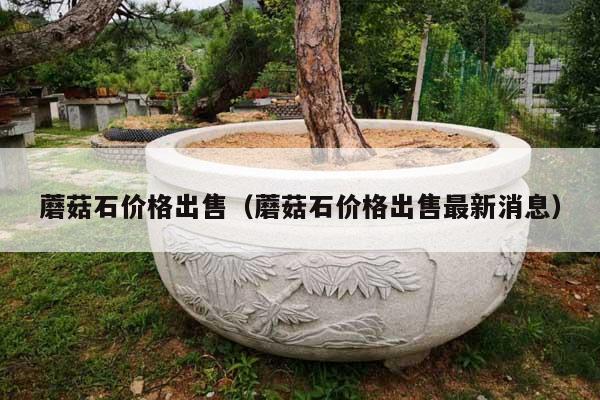 蘑菇石價(jià)格出售(蘑菇石價(jià)格出售最新消息)